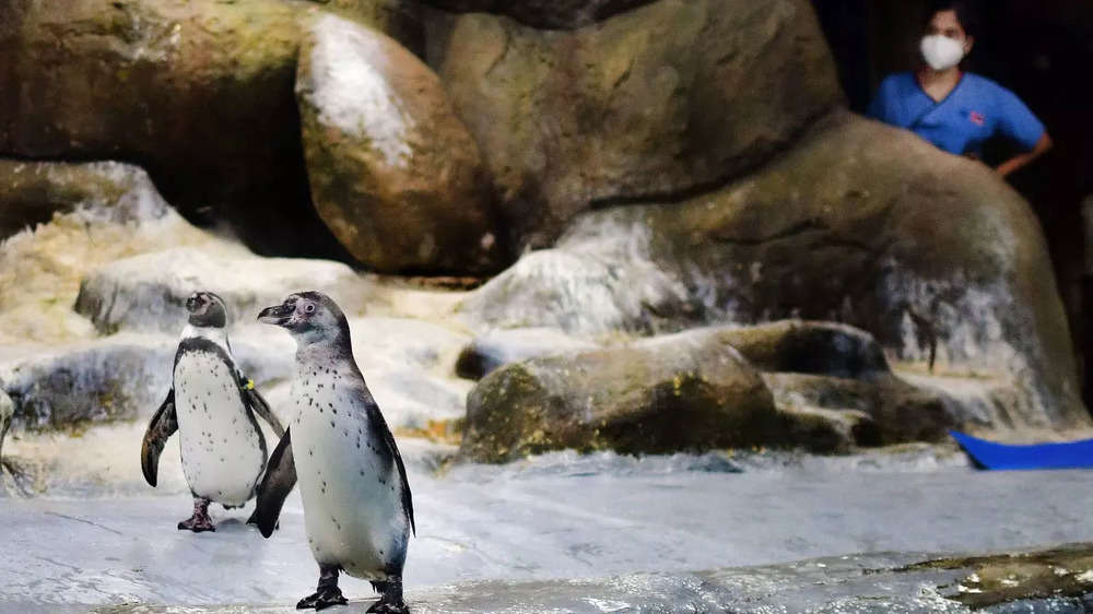 photos: oscar, the penguin chick at mumbai zoo gets name
