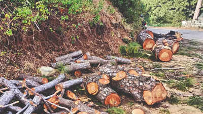 Panchkula-Morni road: High court asks Haryana to explore options to save trees