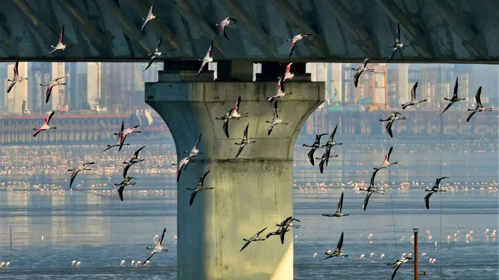 Migratory flamingos flock to Sewri mudflats