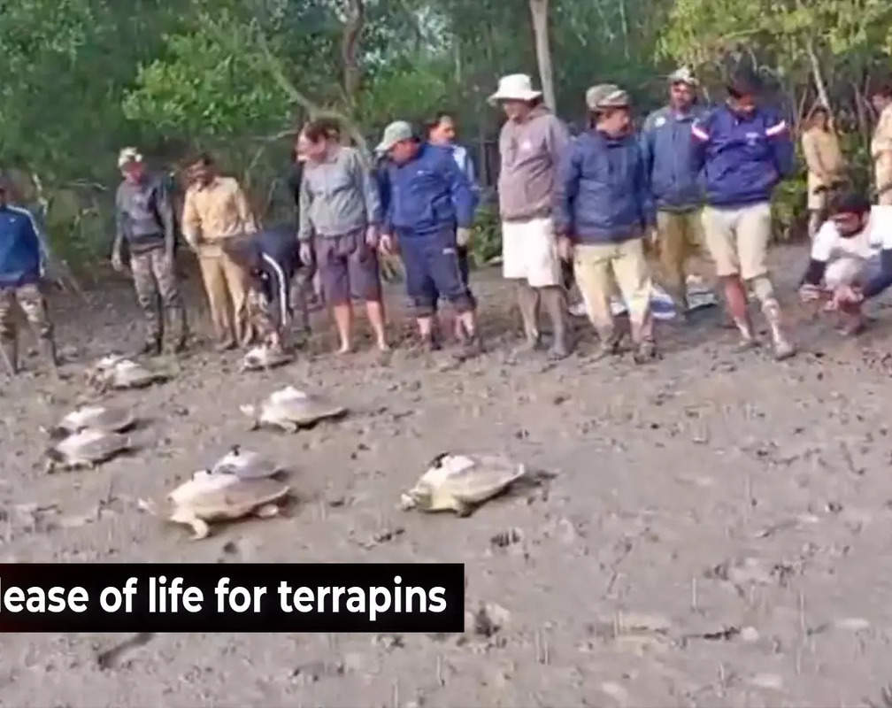 
Sunderbans: Endangered river terrapins released into the wild with GPS
