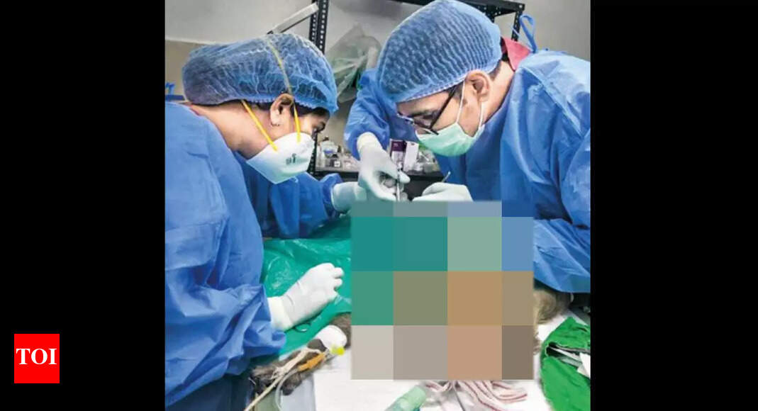 Monkey Cured Of Intestinal Injury | Chennai News - Times of India