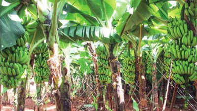 Tamil Nadu farmers go bananas over tropical cash crop