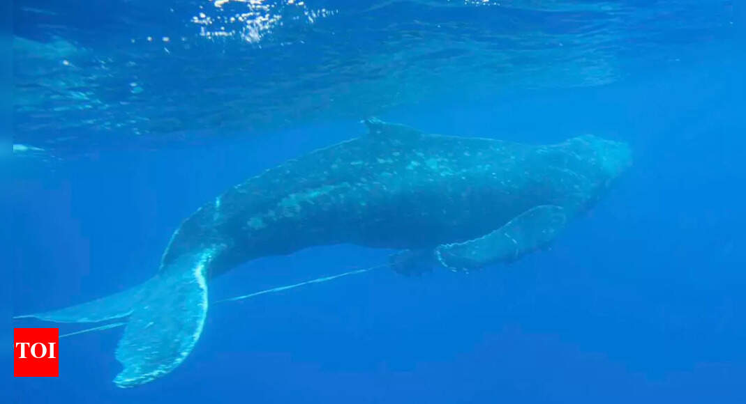 Search on for humpback whale entangled in debris off Hawaii