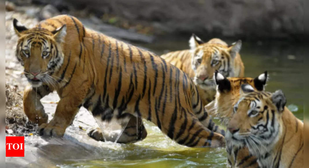 5 New Tiger Reserves Likely In India This Year | India News - Times Of ...