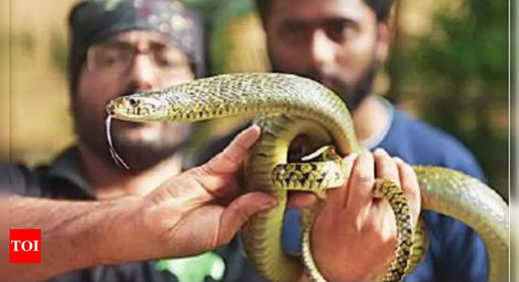 Mumbai: 6-foot snake slips into HC judge’s chamber, rescued | Mumbai ...