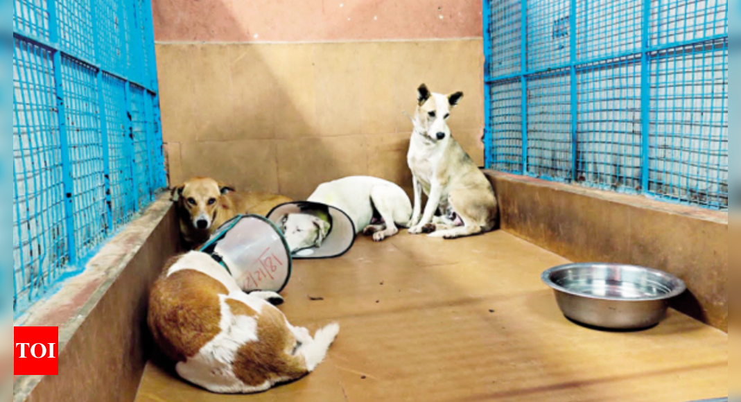 Mcc To Take Steps To Check Stray Dog Menace Following Complaints | Mysuru  News - Times of India