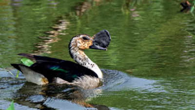 Coimbatore: Dip in migratory bird varieties raises concern