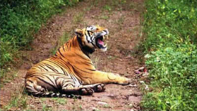 Ramgarh Vishdhari Wildlife Sanctuary set to be notified as 4th tiger reserve of Rajasthan
