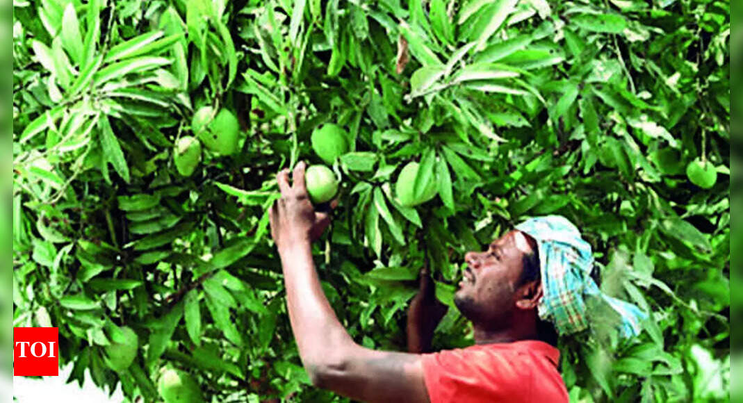 Weather: Winter Rain, Cold Weather May Hit Mango Yield | Visakhapatnam ...
