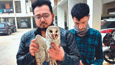 Injured barn owl rescued in Ahmedabad
