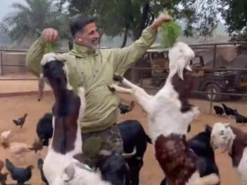 Akshay Kumar is full of gratitude as he feeds goats; WATCH VIDEO