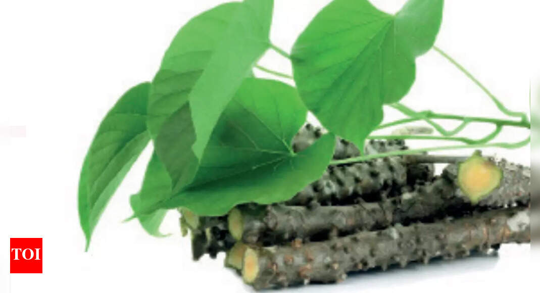 giloy: Used To Battle Covid, Giloy Can Lead To Liver Failure | Hyderabad Information