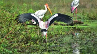 Tamil Nadu: Vedanthangal bird sanctuary turns sea of birds