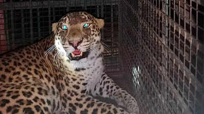 UP: Leopardess that killed four kids in Bahraich last week captured