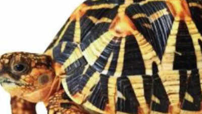 Maharashtra: 50 more turtles found dead at Kalyan lake