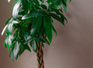 5 houseplants that will surely bring good luck in 2022