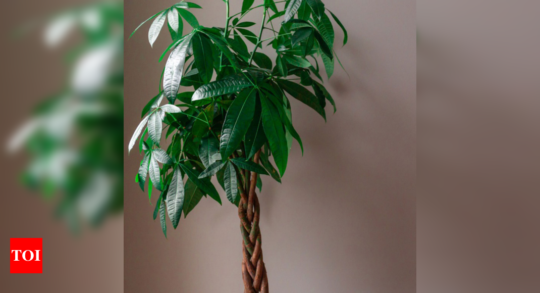 A very shapely little tree. : r/houseplants