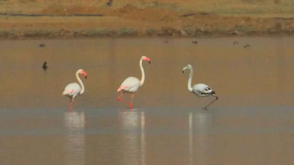 In photos: Winter brings rare encounter with winged guests in Jaisalmer