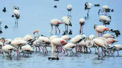 Bird Race: 356 species sighted in Gujarat