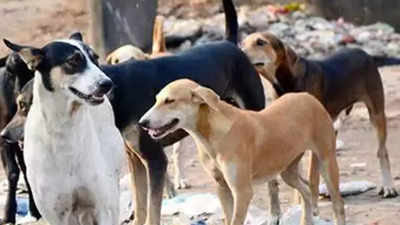 Dogs maul 30-year-old woman to death in Uttar Pradesh