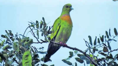 Salem forest host to a high flying pigeon and a butterfly