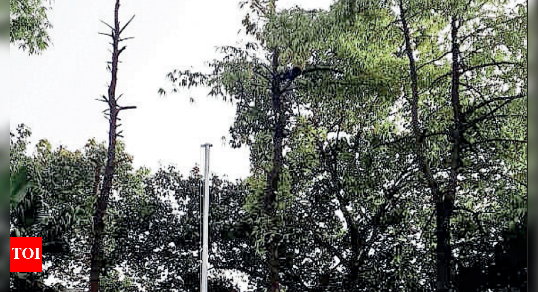 Nagpur Three ‘heritage’ trees trimmed for flag hoisting Nagpur News