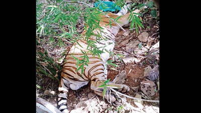 Nagpur: Pench tiger ‘Mystery Male’ injured in hit-and-run on NH7