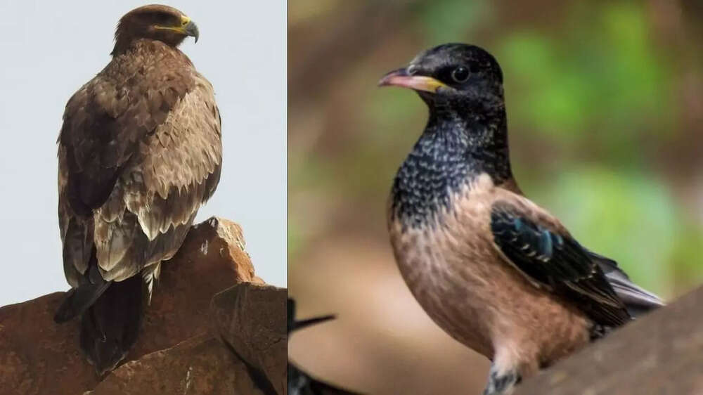 In photos The beautiful rare bird race in Gujarat The Times of India