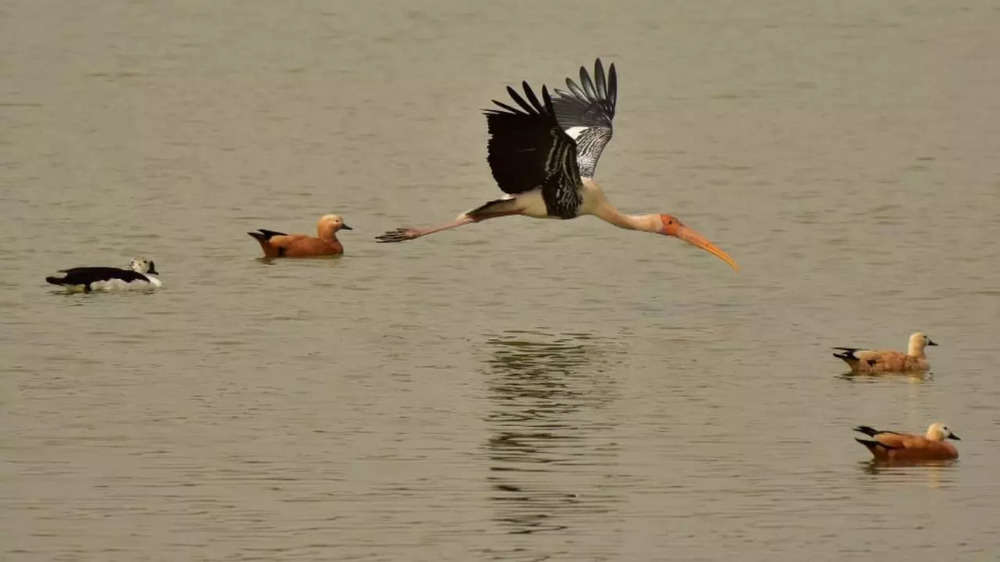 In photos: Beautiful rare birds spotted in Gujarat