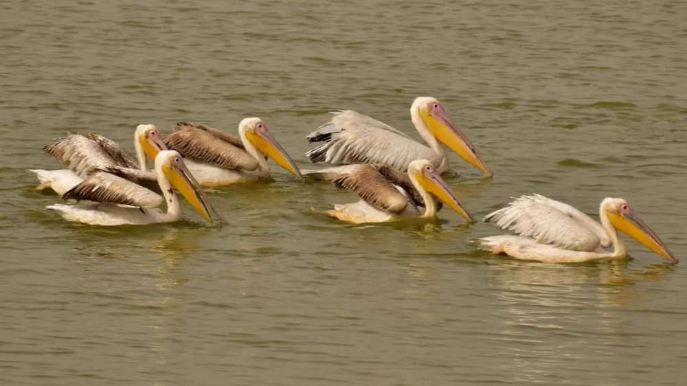 Beautiful rare birds spotted in Gujarat