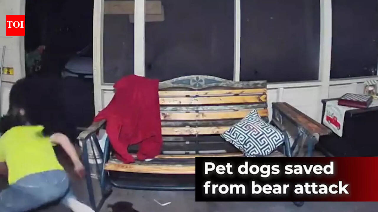 Caught on cam: Man saves his dogs from bear attack