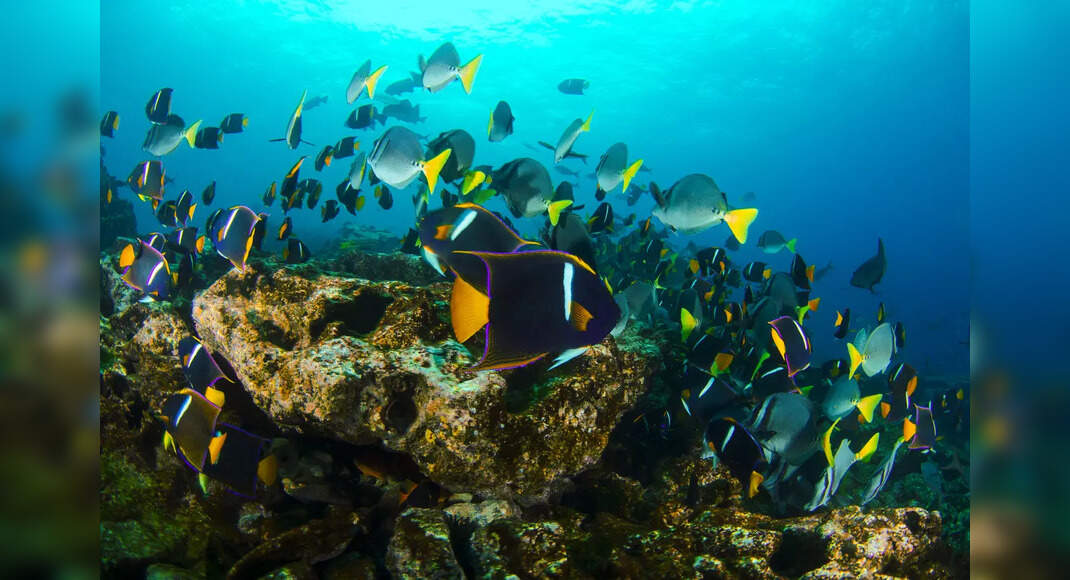 Photo of Galápagos y Costa Rica, Ecuador, crean «carretera oceánica» submarina