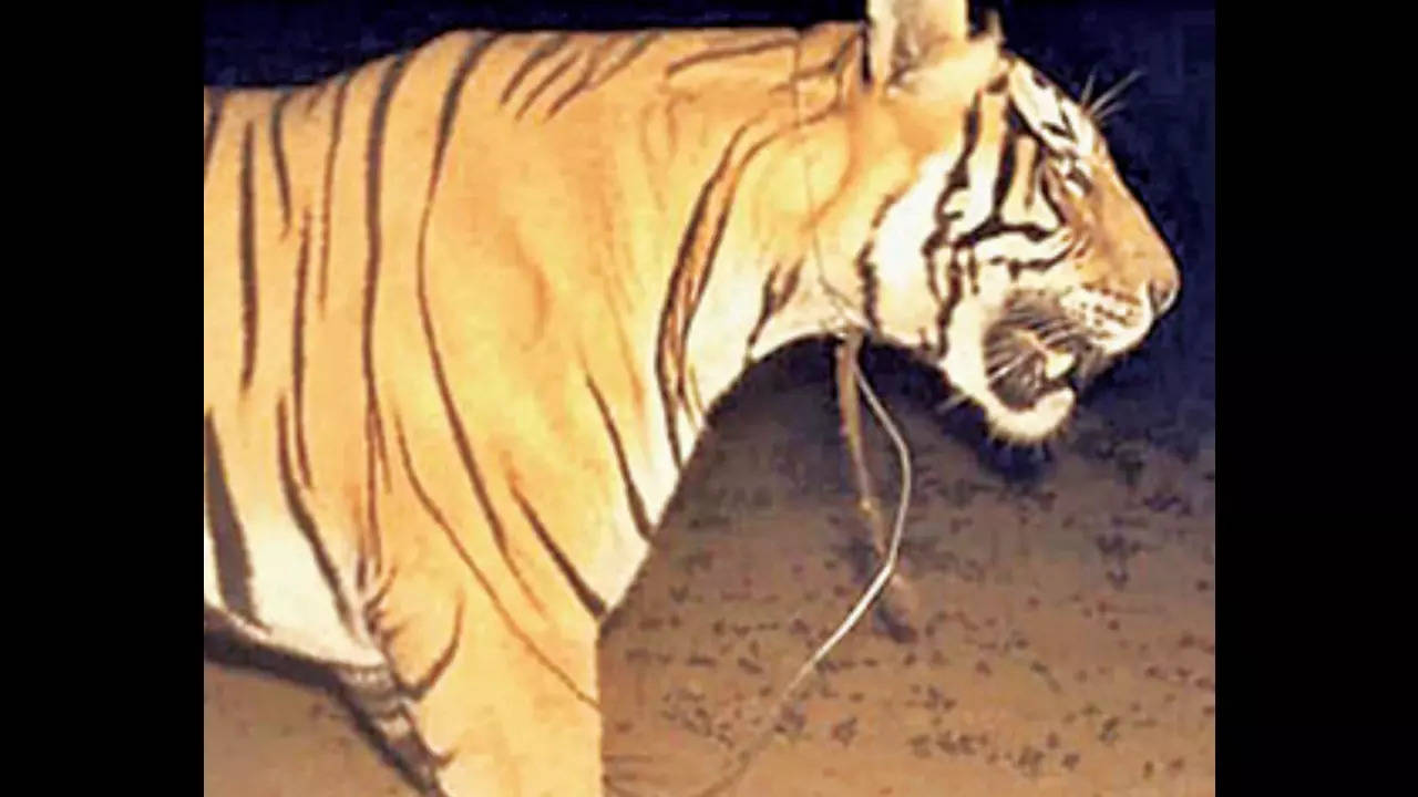 Pench: Maharashtra: Pench tigress caught in wire snare on camera