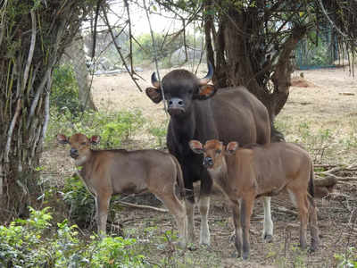 India Gaur gave birth to two calves in Bannerghatta Biological Park