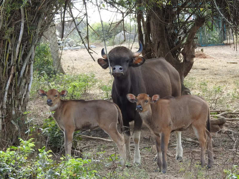 India Gaur gave birth to two calves in Bannerghatta Biological Park