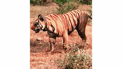 Rajasthan: Defunct collars expose 5 Sariska tigers to poaching