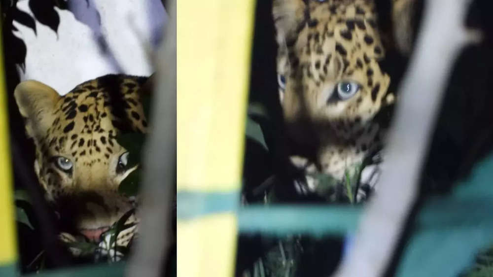 Leopard rescued after 15 hours in Jaipur