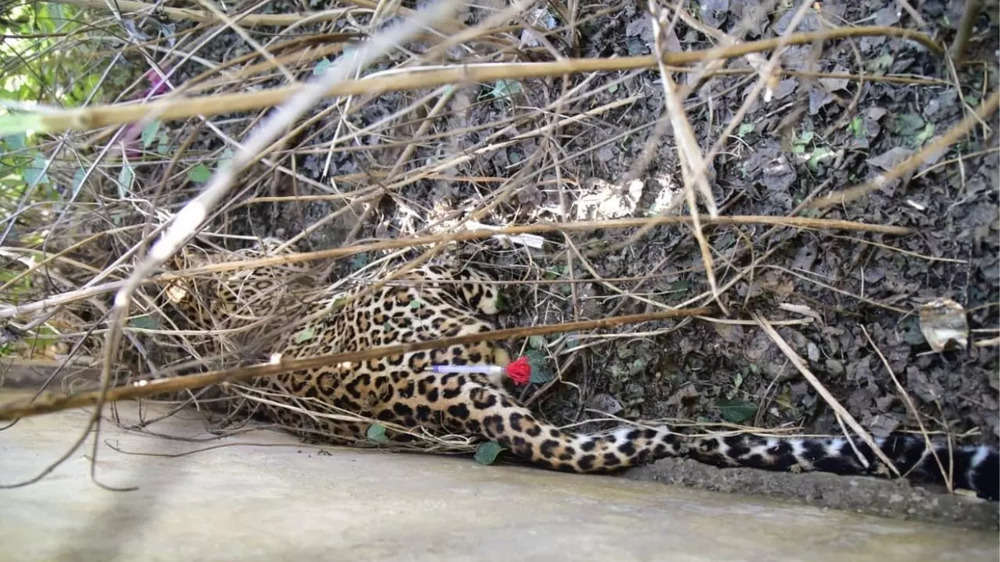 Leopard rescued after 15 hours in Jaipur