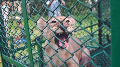 hybrid Origin Of Rescued Lion Cub' | Kolkata News - Times of India hybrid Origin Of Rescued Lion Cub' | Kolkata News - Times of India