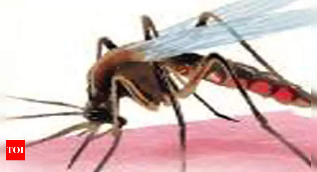 Mosquito: Corp To Start Mosquito Control Drive | Kochi News - Times of ...