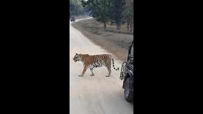 After 20 days, wildlife parks to reopen; many other rules relaxed