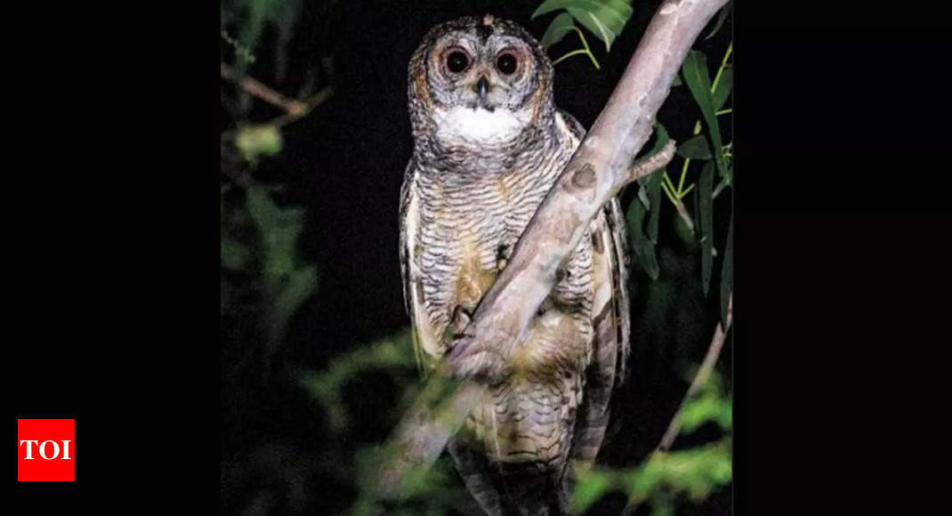 owl food in tamil