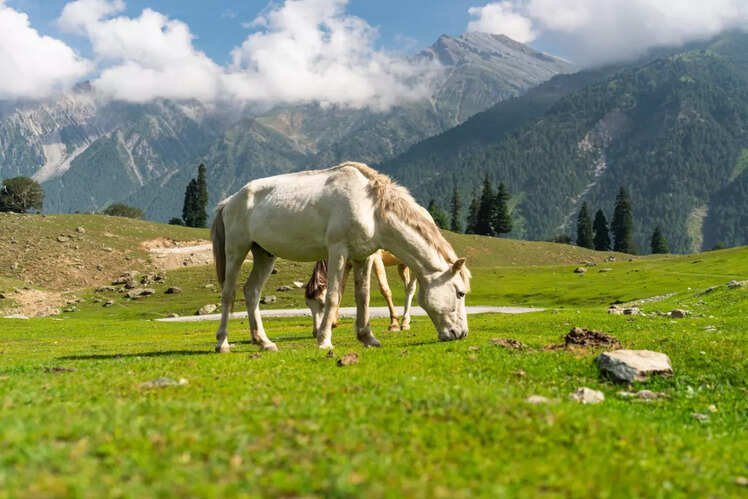 ​Riding a horse through the hills
