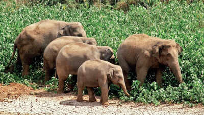 Tamil Nadu: Jumbos continue to die on tracks as conservation suffers due to fund crunch | Chennai News - Times of India Tamil Nadu: Jumbos continue to die on tracks as conservation suffers due to fund crunch | Chennai News - Times of India