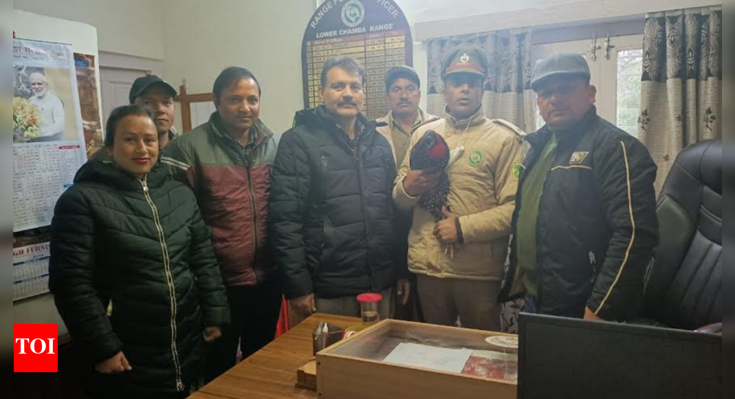 Himachal Pradesh: Injured state bird 'jujurana' released after recovery ...