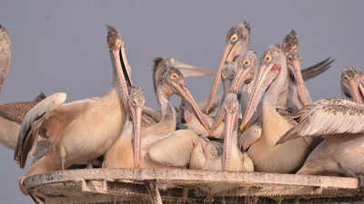 Andhra Pradesh forest department seeks help to stop pelican deaths