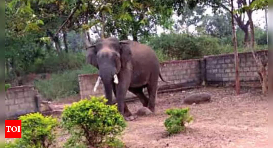 Tusker enters Mysuru school, students locked in for 2 hrs