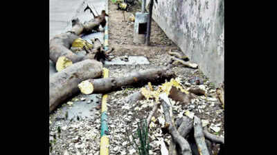 Just 16 trees cut illegally in Ahmedabad last year