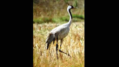 Migration study: One more common crane gets GPS tag