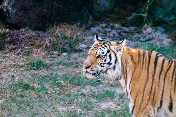 Stay in Jim Corbett National Park